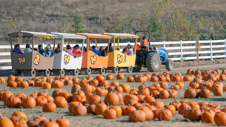 Pumpkin train at Roloff