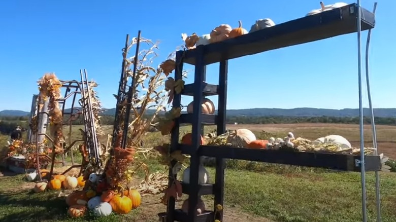 Pumpkin displays