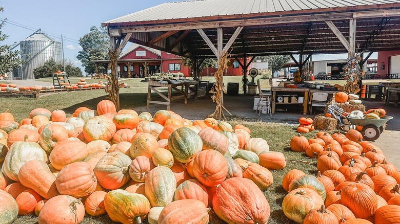 Tate Farms pumpkins