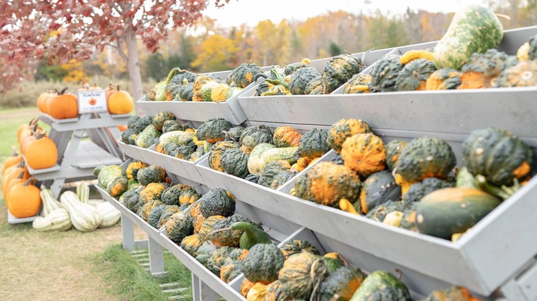 Pumpkin stand and gourd stand