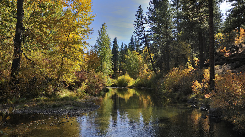 Fall foliage over Susan River