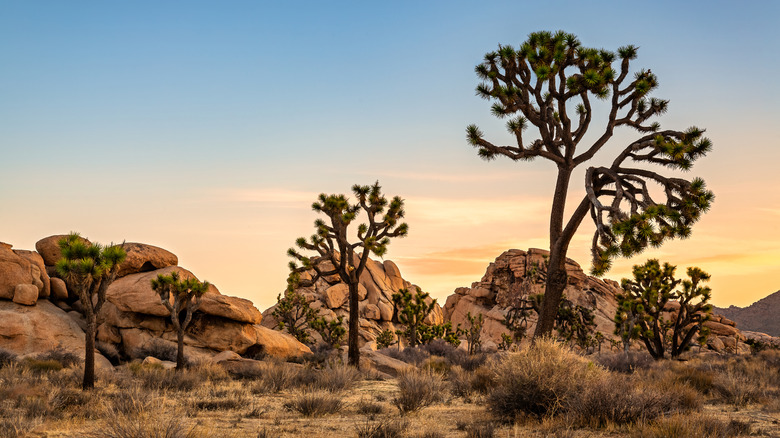 Joshua tree National park