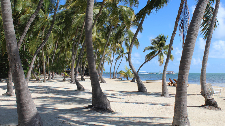 Palm trees dotting a beach on Islamadora, near The Moorings Village