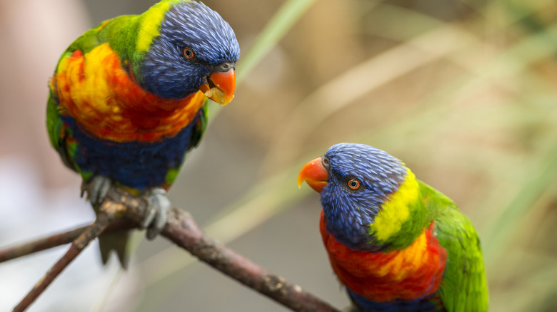 Lorikeets talking