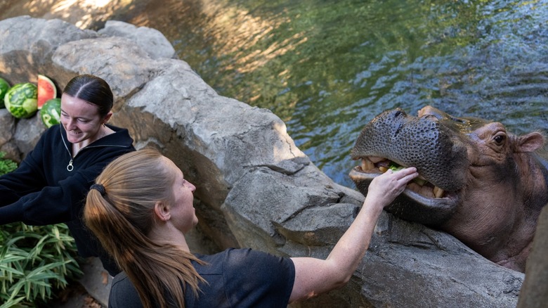 Woman petting hippo