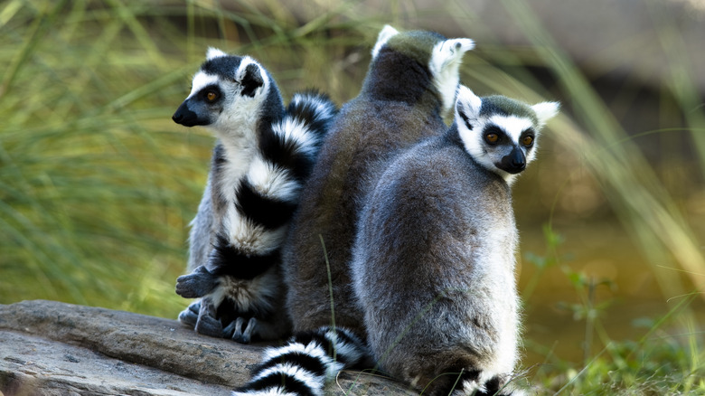 Fort Worth lemurs