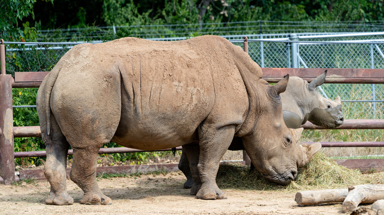 Rhinos at Tulsa Zoo