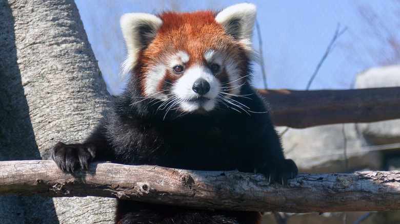 Red panda at Tulsa Zoo