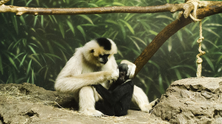 Lincoln Park Zoo monkey