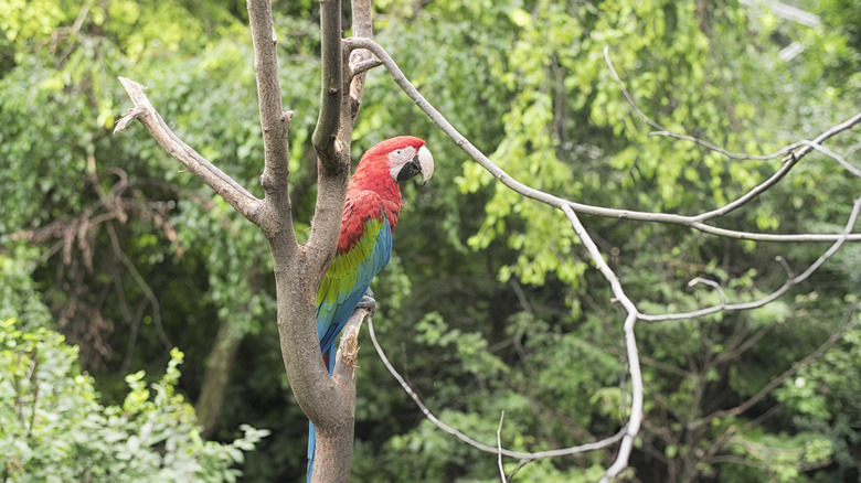 Macaw at Queens zoo