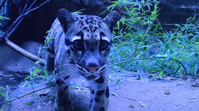 Atlanta zoo night cat