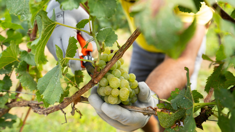 Green Franciacorta grapes being harvested