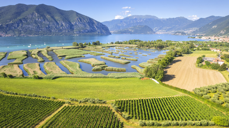 Brescia vineyards in Franciacorta, Italy