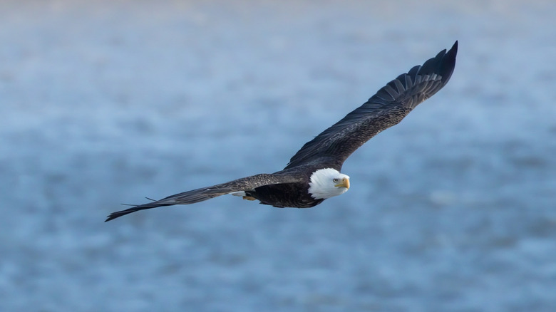 A bald eagle soaring over the Hudson River