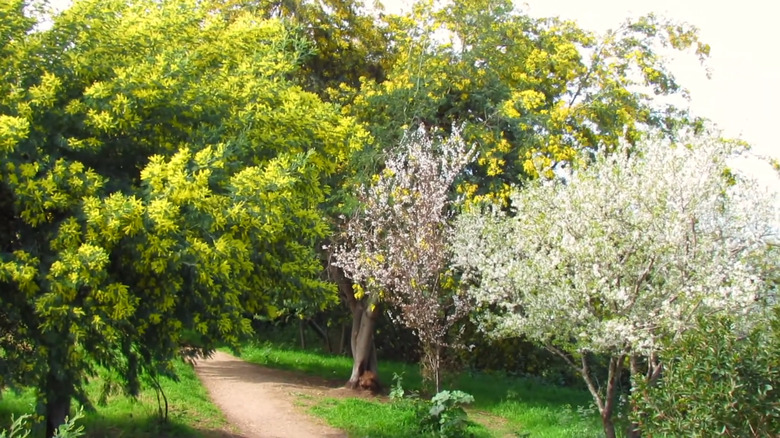 A path through La Croix des Gardes park in Cannes, France