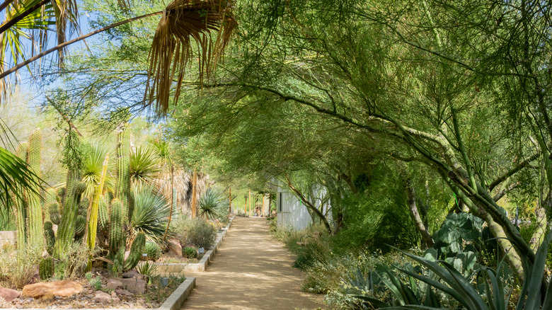 Pathway at Springs Preserve