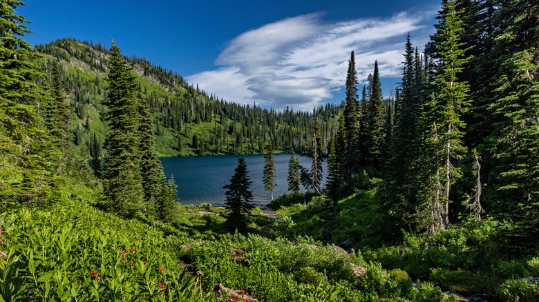 Lake at Flathead National Forest