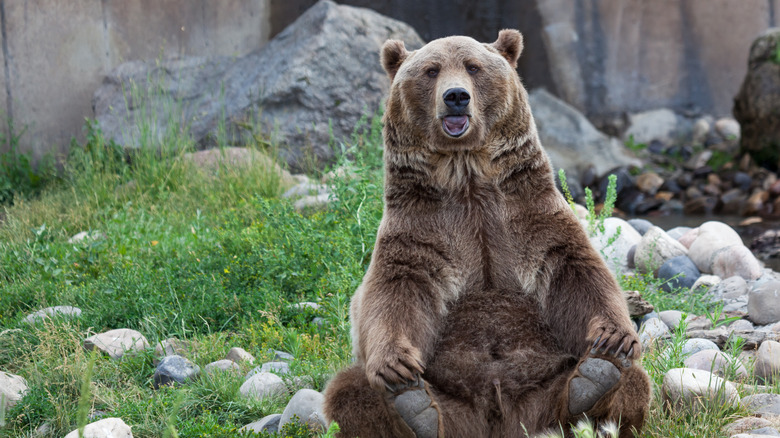 Bear at Montana Grizzly Encounter