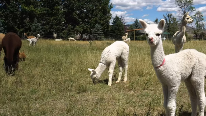 Alpacas in Montana