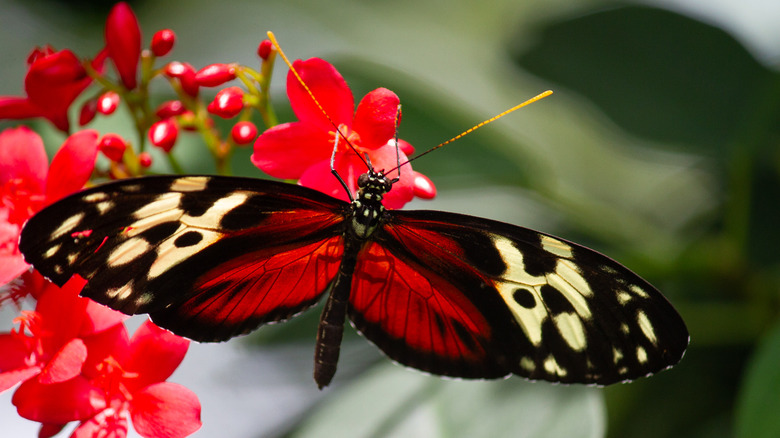 Niagara Falls' Butterfly Conservatory