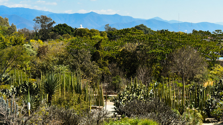 Botanical Garden in Oaxaca