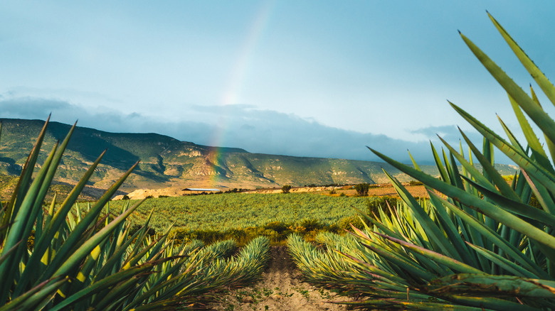 agave field in Oaxaca