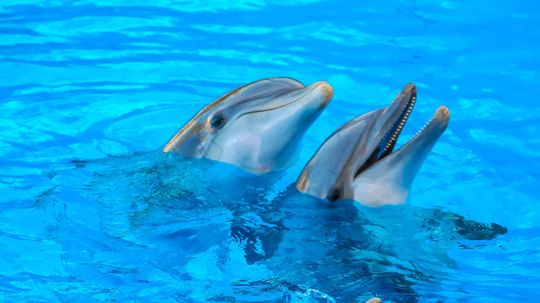 two dolphins in blue water