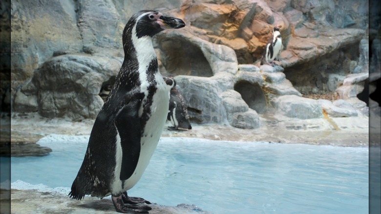 A penguin at the Niagara Falls Aquarium