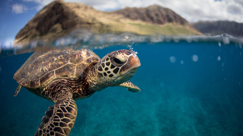 Green sea turtle swimming