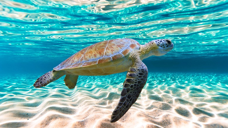 Green sea turtle swimming