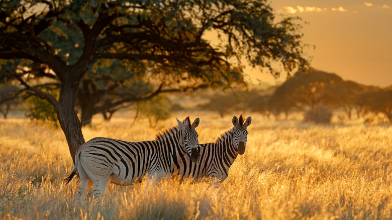 Zebras in grassland at sunrise