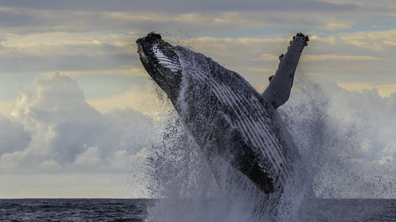 Whale jumping out of the sea