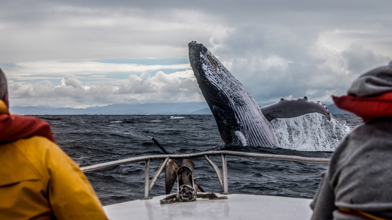 People whale watching on a boat