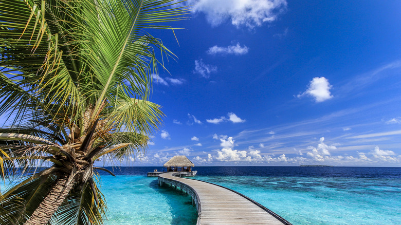 Maldives island jetty and palm tree with clear skies