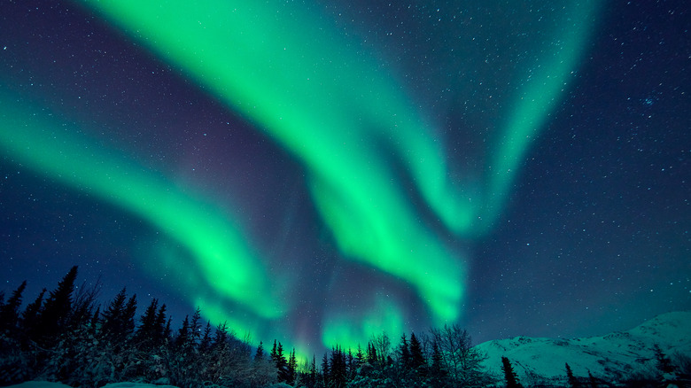 Northern Lights over Alaskan trees
