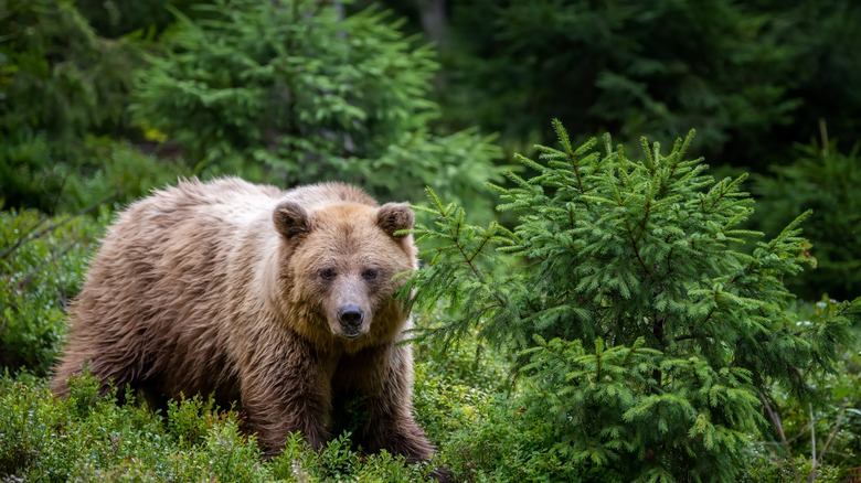 A bear in the Alaskan forest