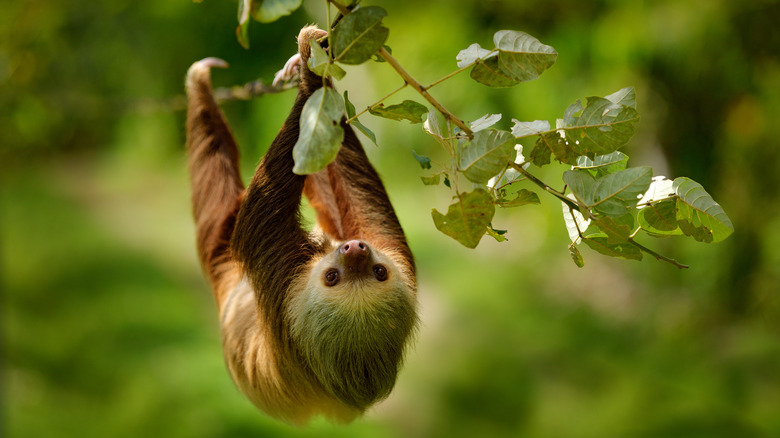 Sloth hanging in Costa Rica