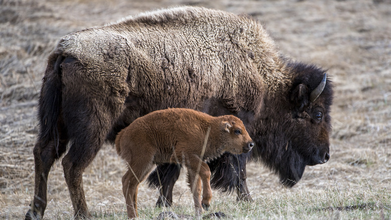 baby bison yellowstone