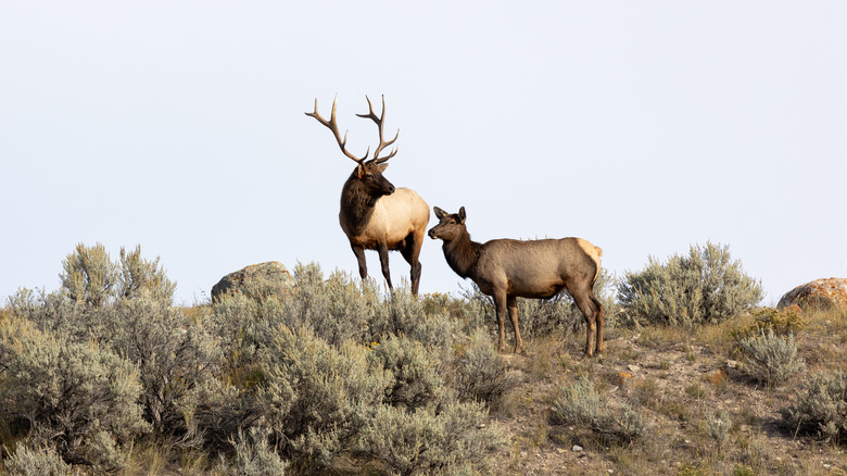 autumn elk yellowstone