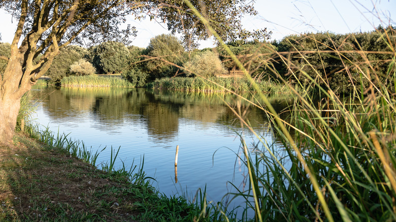 The lake in Parque da Cidade, Porto