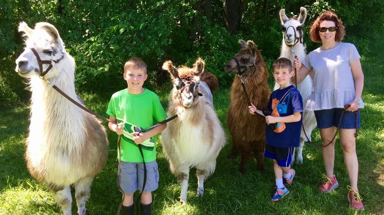 Family with Llamas in Waconia
