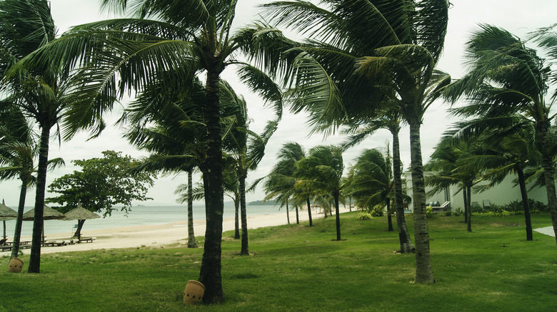 Hurricane winds on tropical coast