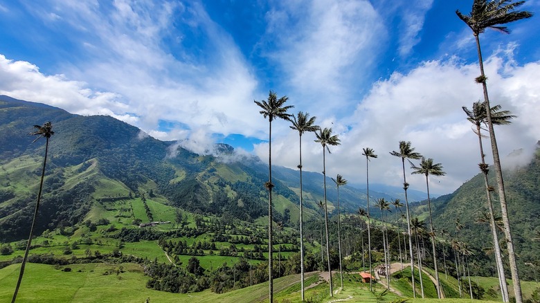 Cocora Valley in Colombia