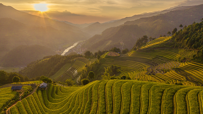 rice field in Vietnam