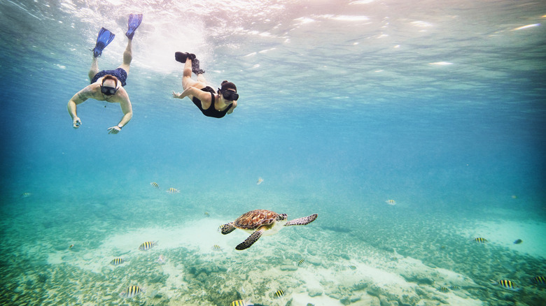 Swimming with turtles while keeping a responsible distance.