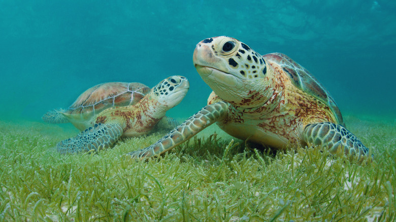 Two Green sea turtles in Akumal, Mexico.