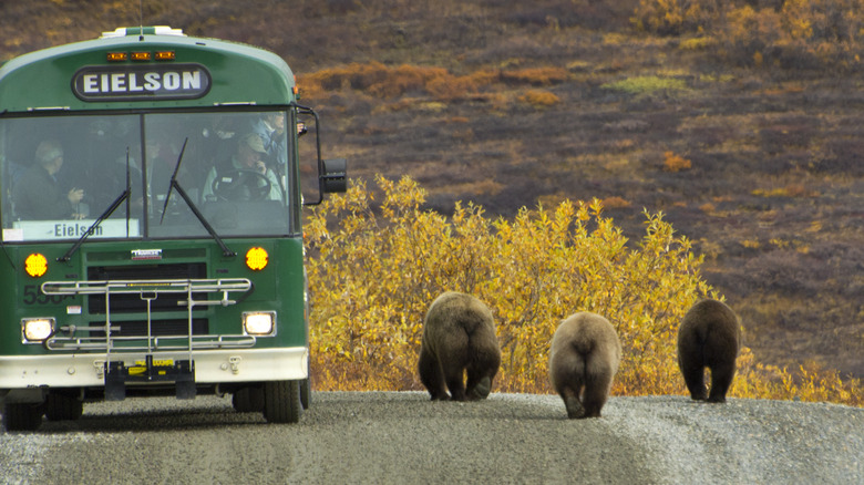 bears near denali tour bus