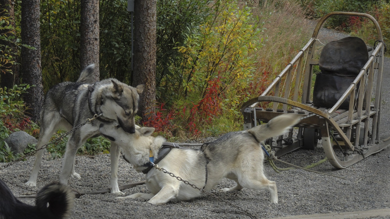 denali sled dogs