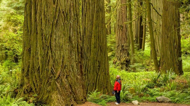 hiker and enormous redwood tree