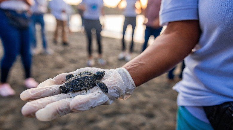 Volunteer with baby turtle in Dominican Republic